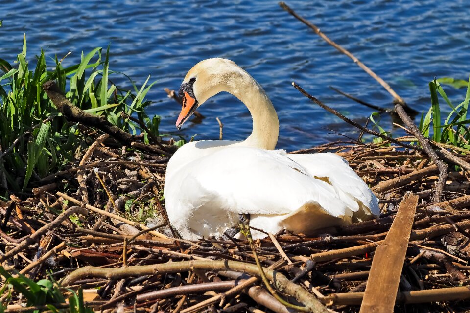 Breed swan's nest animal