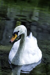 Lake water water bird