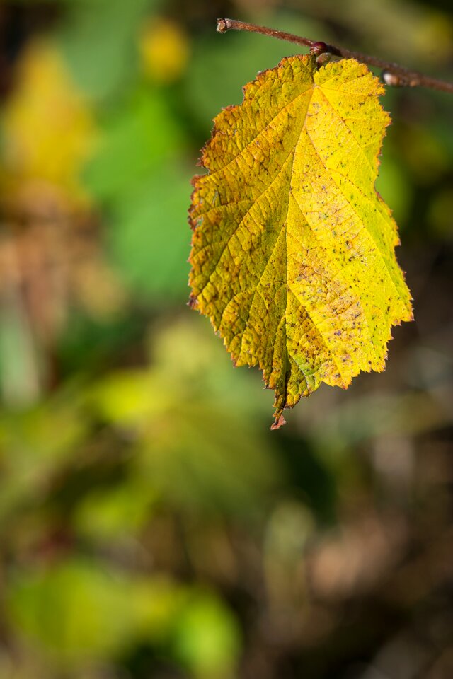 Nature transience colored