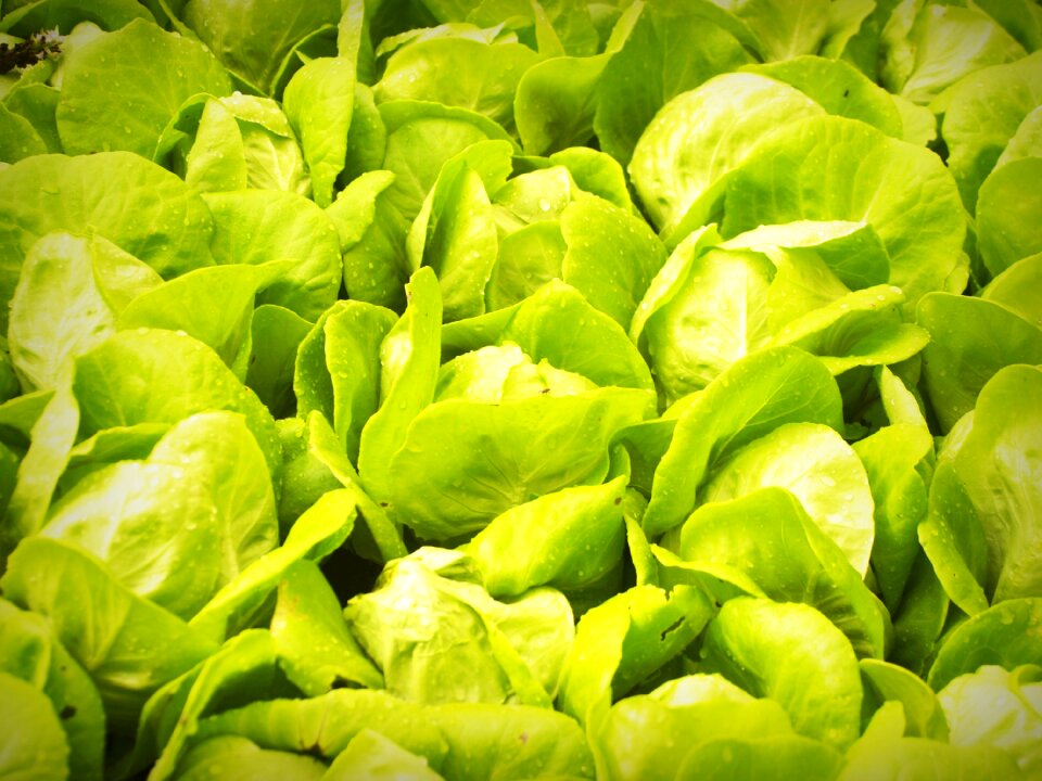 Soil lettuce grow