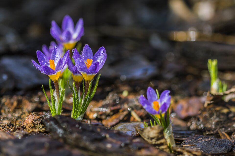 Purple yellow dew