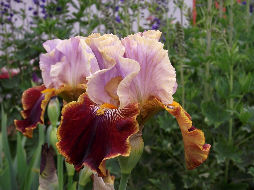 Bearded iris schwertliliengewaechs perennials