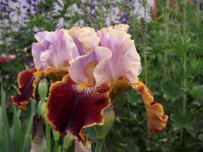 Bearded iris schwertliliengewaechs perennials photo
