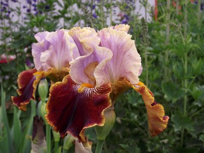 Bearded iris schwertliliengewaechs perennials