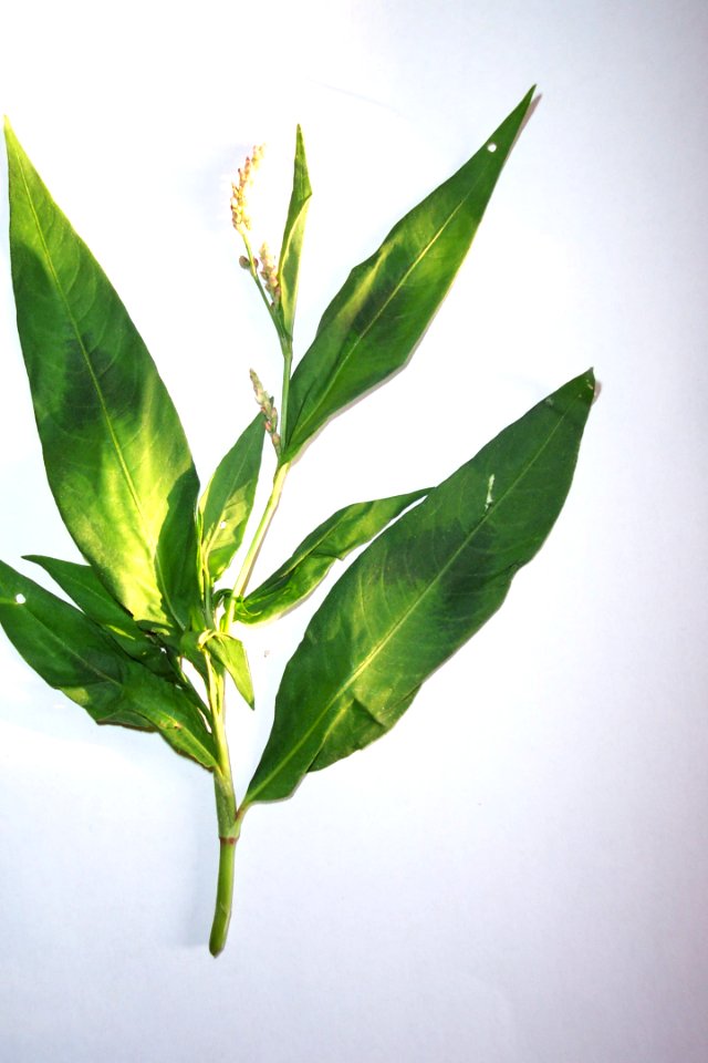Renouée persica(0)a
