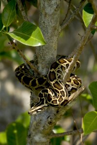 Coiled wildlife everglades