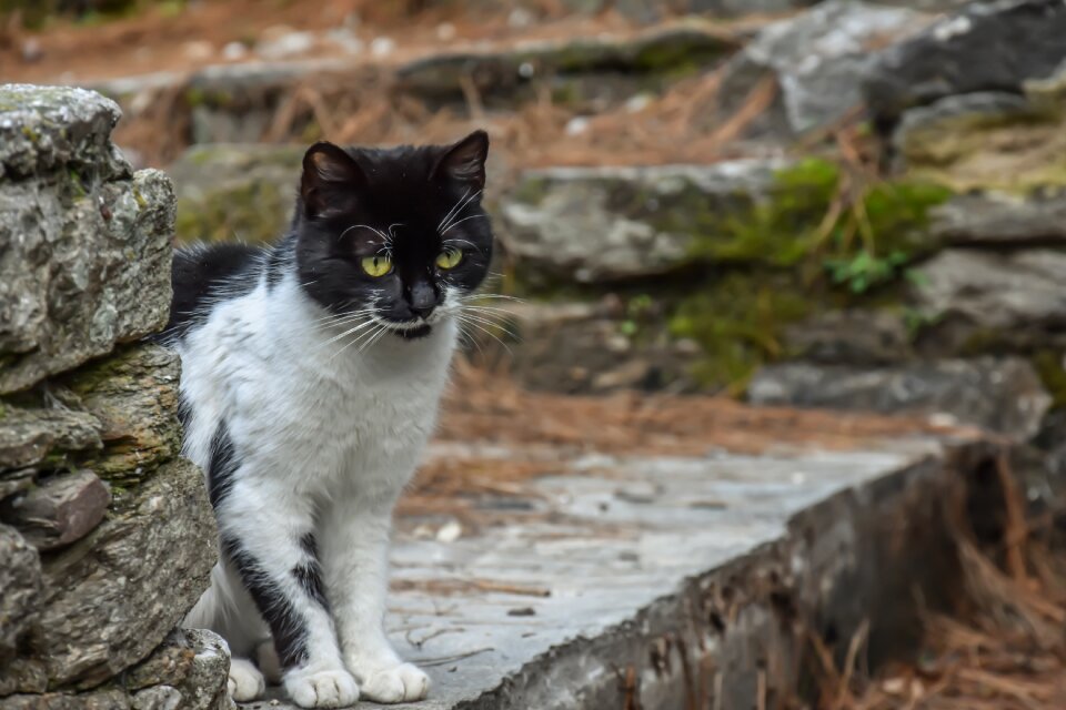Black cat pet domestic
