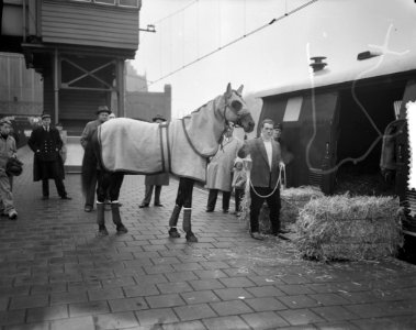 Renpaard Hairos II naar Grand Prix in Milaan, Bestanddeelnr 910-8415