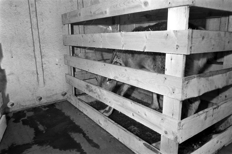 Rendier in een transportbox, Bestanddeelnr 925-5370