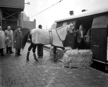 Renpaard Hairos II naar Grand Prix in Milaan, Bestanddeelnr 910-8414