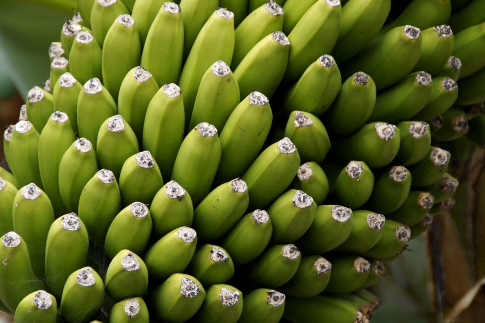 Shrub fruit banana plant