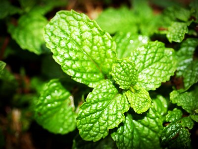 Herb peppermint fresh photo