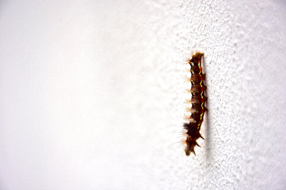 Nature larvae butterfly