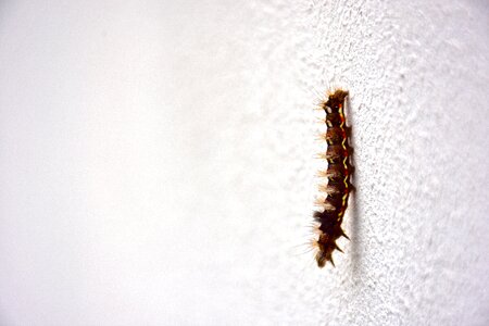 Nature larvae butterfly