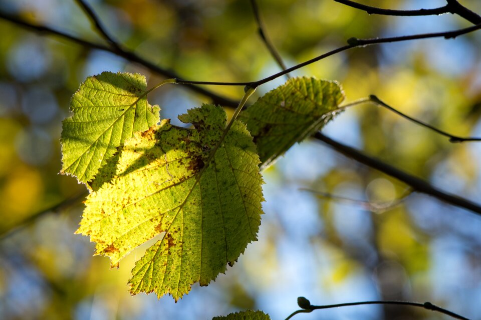Branches autumn discoloration