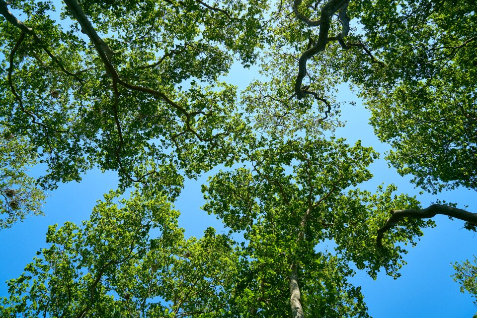 Sky forest landscape