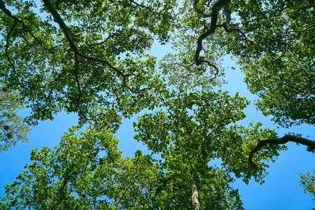 Sky forest landscape