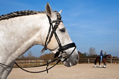 Plait profile horseback riding