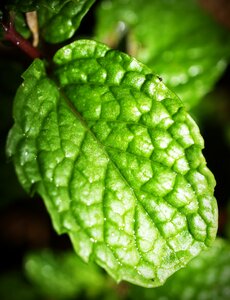 Herb peppermint fresh photo