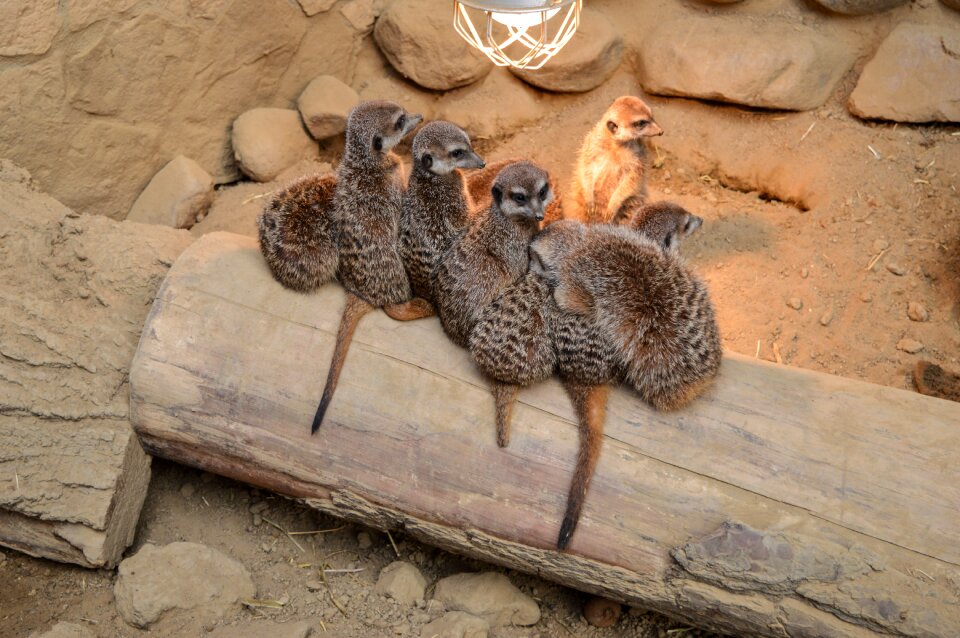 Nature suricata suricate