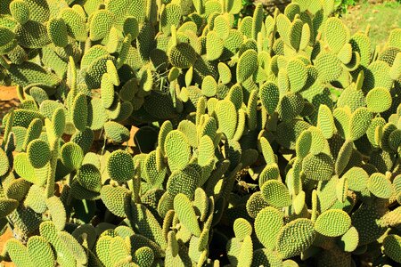 Dry sting spur