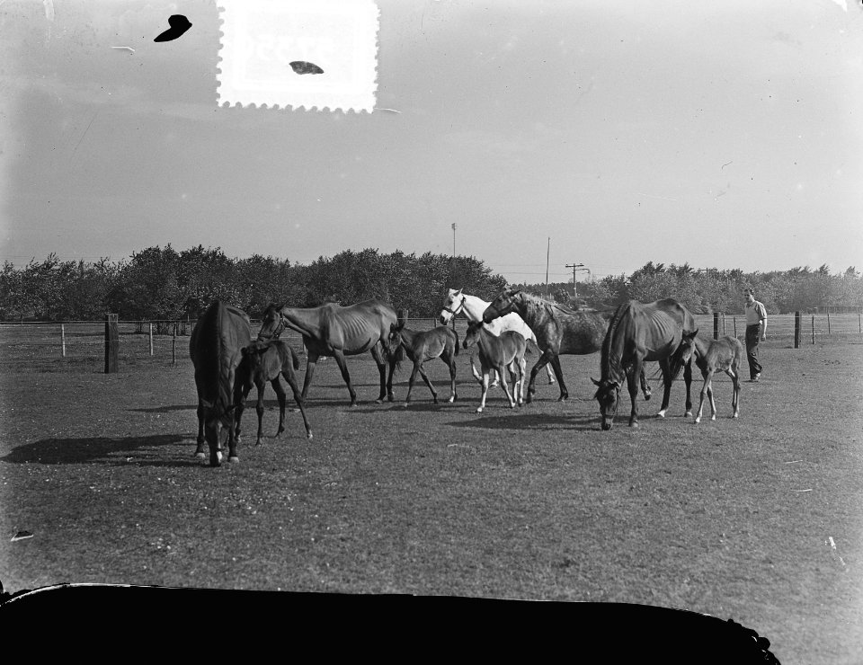 Renpaarden met veulens, Bestanddeelnr 905-7350