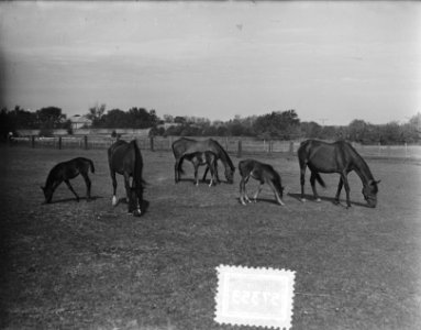 Renpaarden met veulens, Bestanddeelnr 905-7353