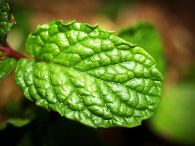 Herb peppermint fresh photo