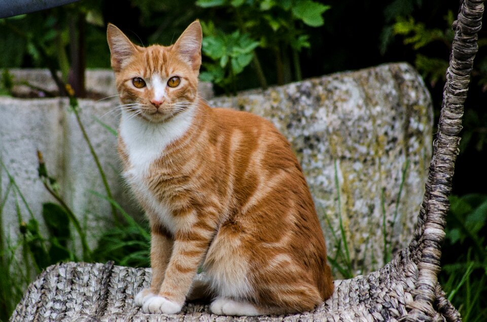 Pet domestic fur