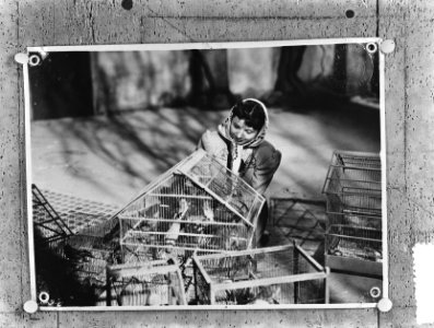 Reproduktie Royal Film Amstelveen, Bestanddeelnr 906-3774