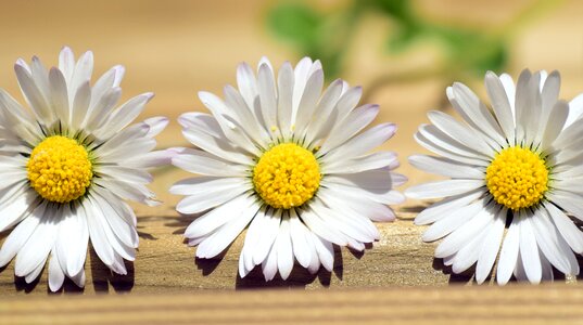 Spring pointed flower white