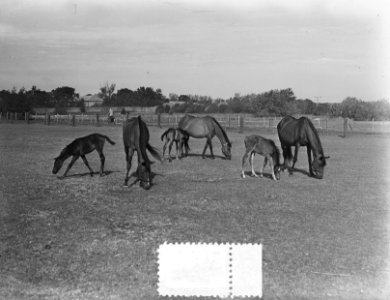 Renpaarden met veulens, Bestanddeelnr 905-7349
