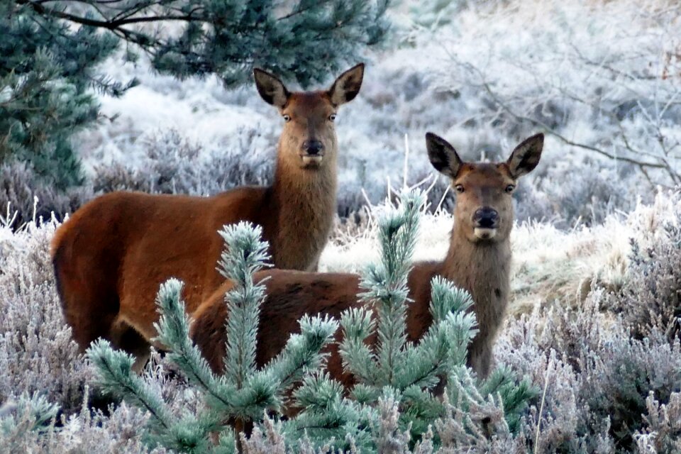 Wild wildlife forest