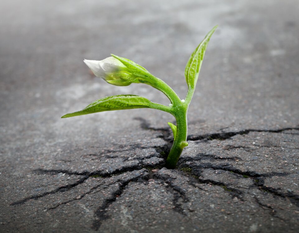 Asphalt crack growth