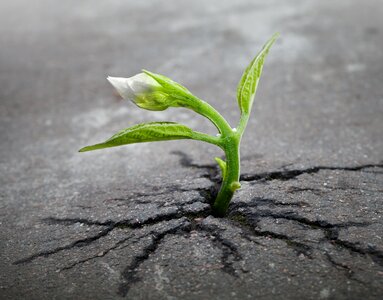 Asphalt crack growth