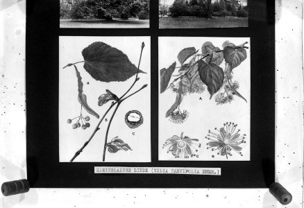 Reproducties, bosbouw, kleinbladige linde, Bestanddeelnr 253-6991