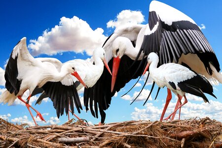 Nest young stork young photo