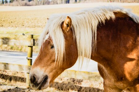Horse stall horse head