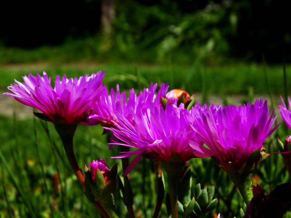Petals plants natural