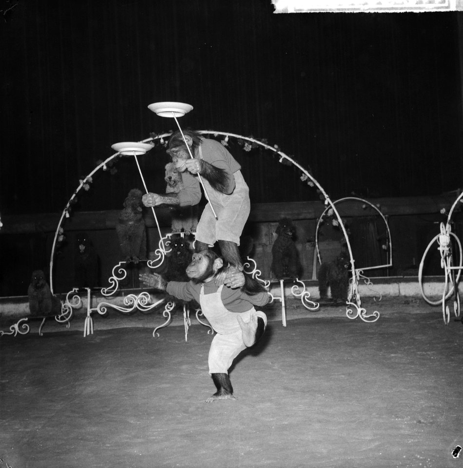 Repetitie bij Circus Strassburger in Carre, op een poot Ille en Jean Hoppe , aap, Bestanddeelnr 911-9009