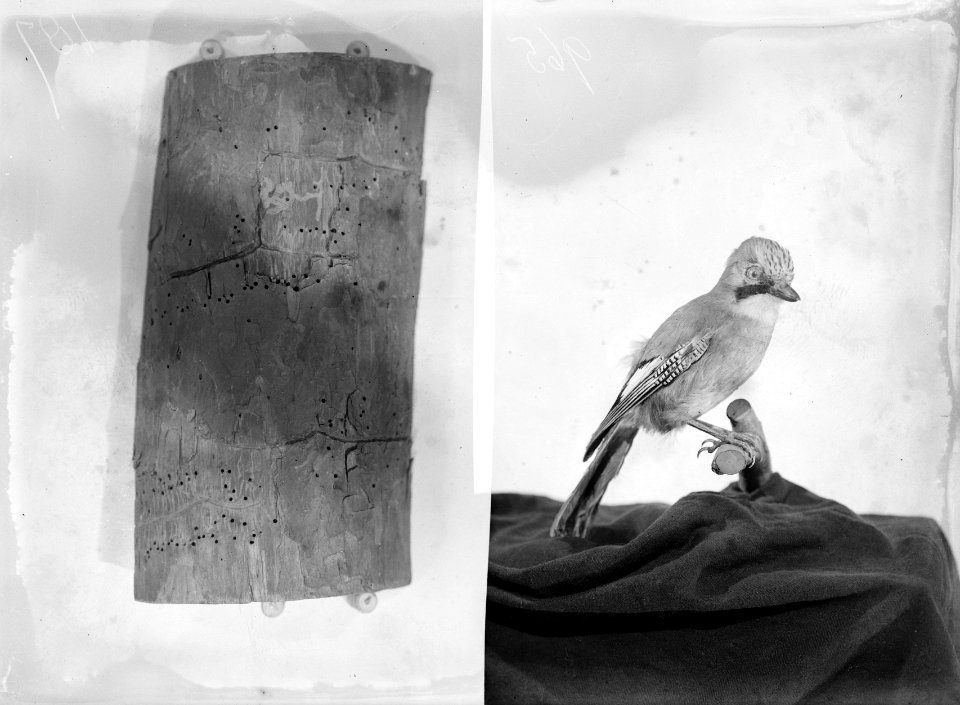 Reproducties, bosbouw, vogels, schade, meerkol, kleine dennenscheerder, Bestanddeelnr 253-7211