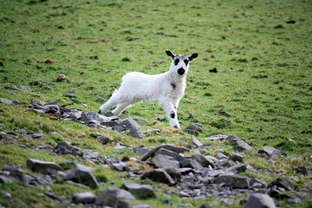 Lamb nature countryside