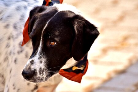 Good pet cute