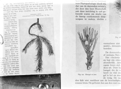 Reproducties, bosbouw, afbeeldingen, teksten, Bestanddeelnr 253-7039