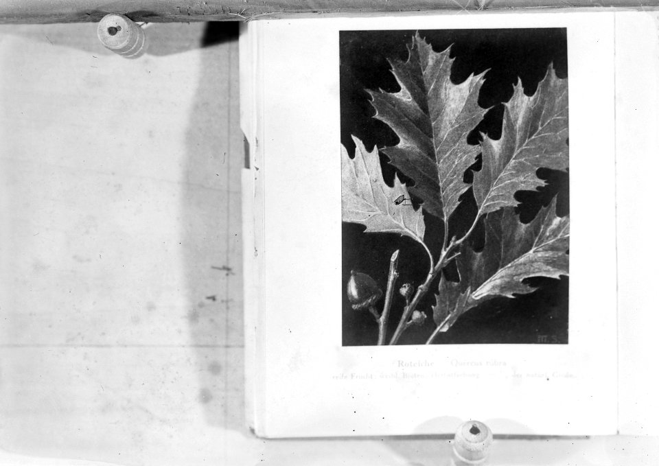 Reproducties, bosbouw, bladeren, quercus rubra, Bestanddeelnr 253-7058