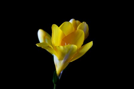 Bloom spring close up