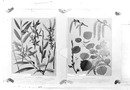 Reproducties, bosbouw, twijgen, salix amygdalina, salix acutifolia, populus trem, Bestanddeelnr 253-7056