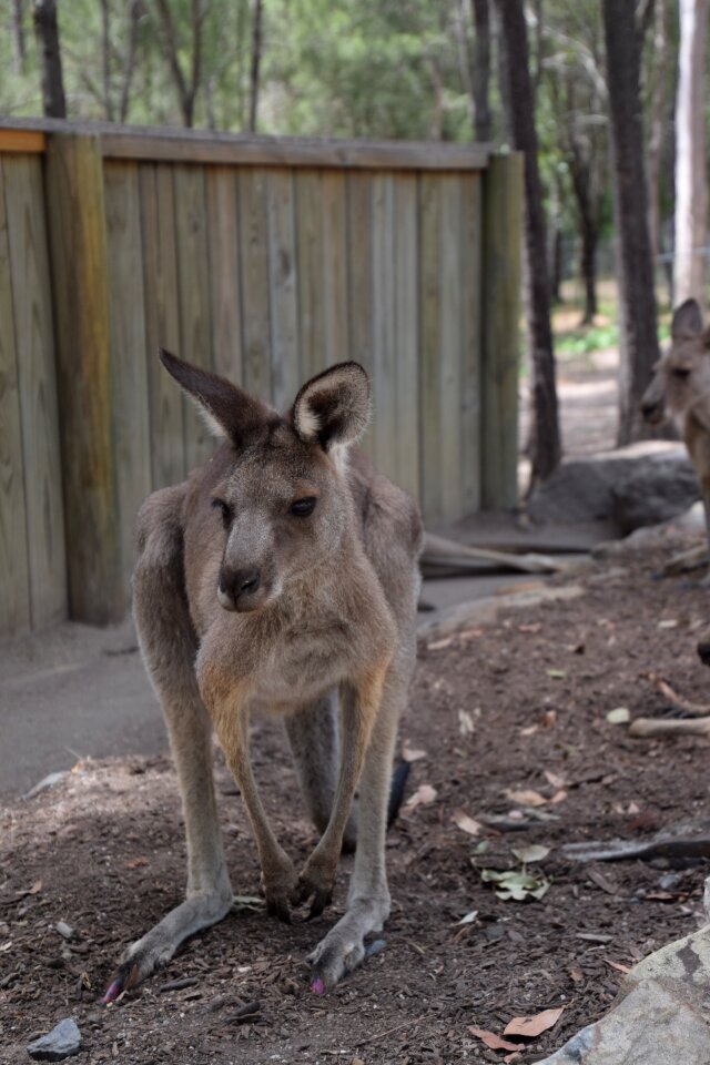 Australia wildlife marsupial