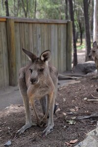 Australia wildlife marsupial