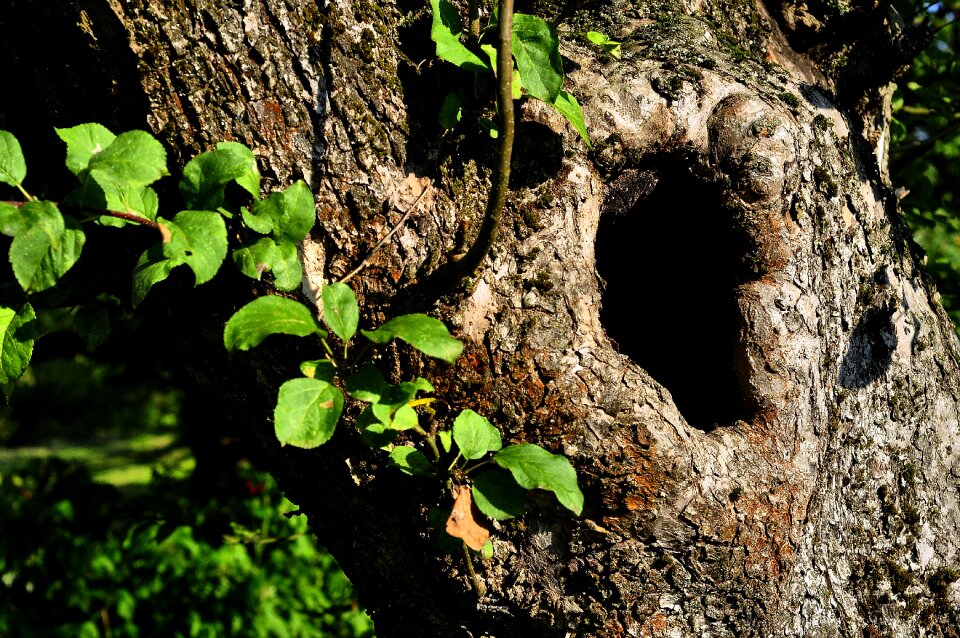 Hollow tree the bark